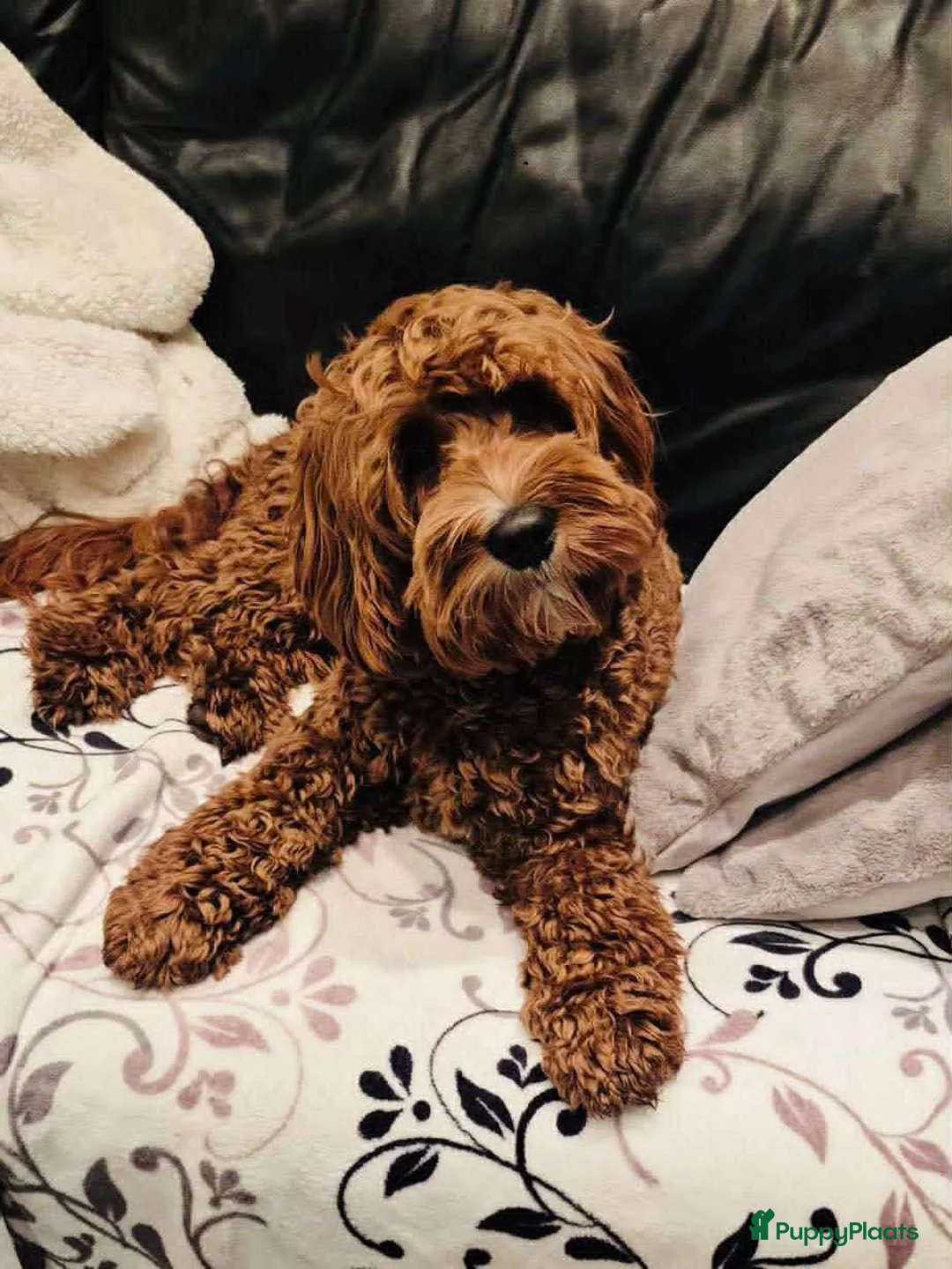 Australian Labradoodle honden ter dekking: Australische Labradoodle  - Advertentie 2