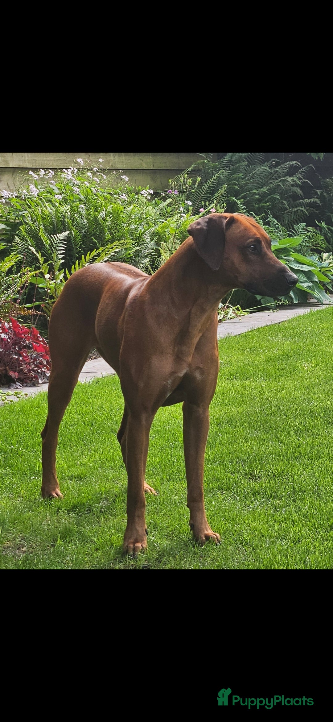 Rhodesian Ridgeback honden Nest verwachting Kennel Majaliwa - Advertentie 2