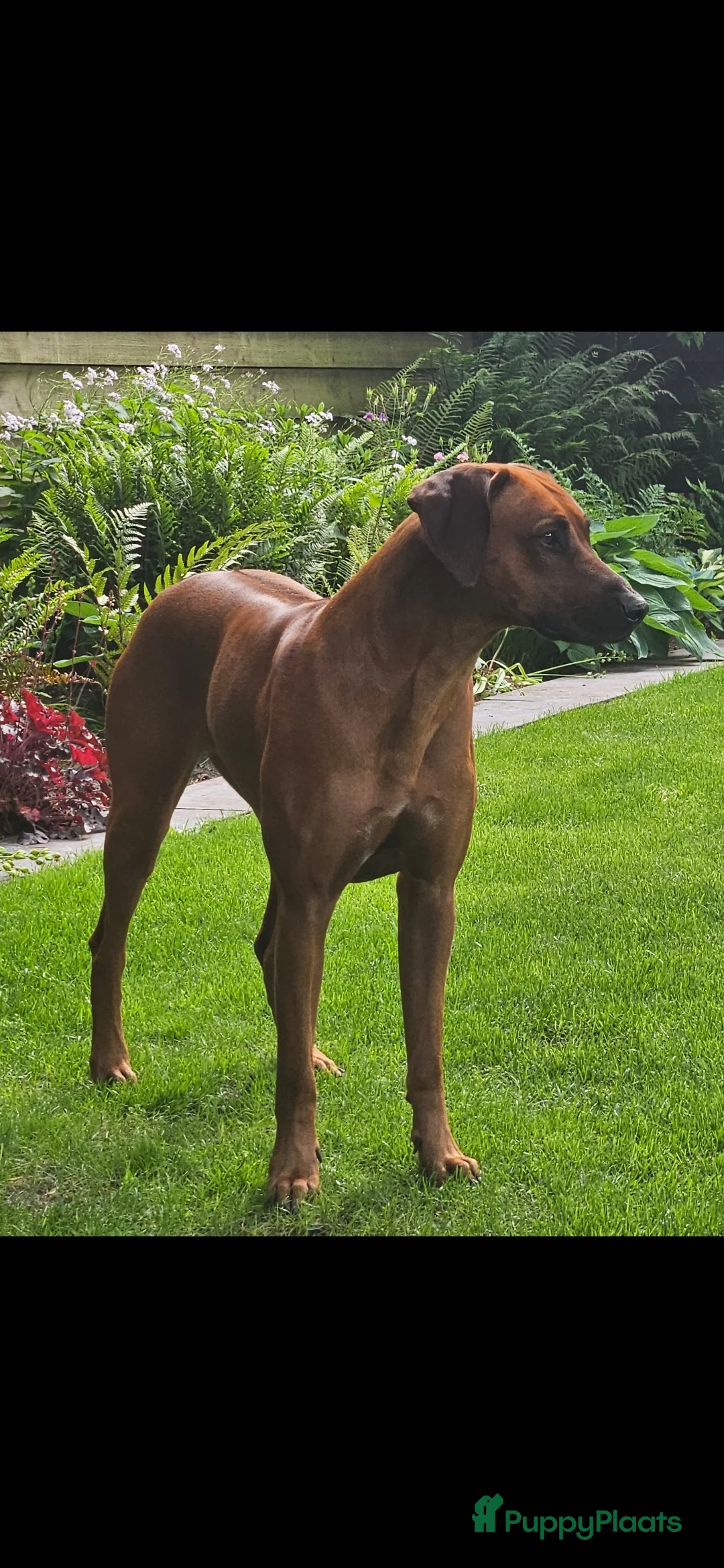 Rhodesian Ridgeback honden te koop: Nest verwachting Kennel Majaliwa - Advertentie 2