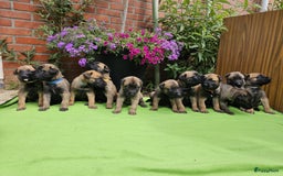 Mechelse Herder honden te koop: Puppy's Mechelse herder - mogen naar nieuw huisje - Afbeelding 17