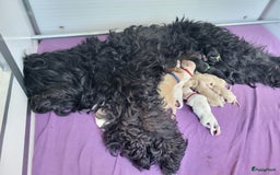 Barbet honden te koop: Prachtige barbet puppy's in Den Ham - Afbeelding 12