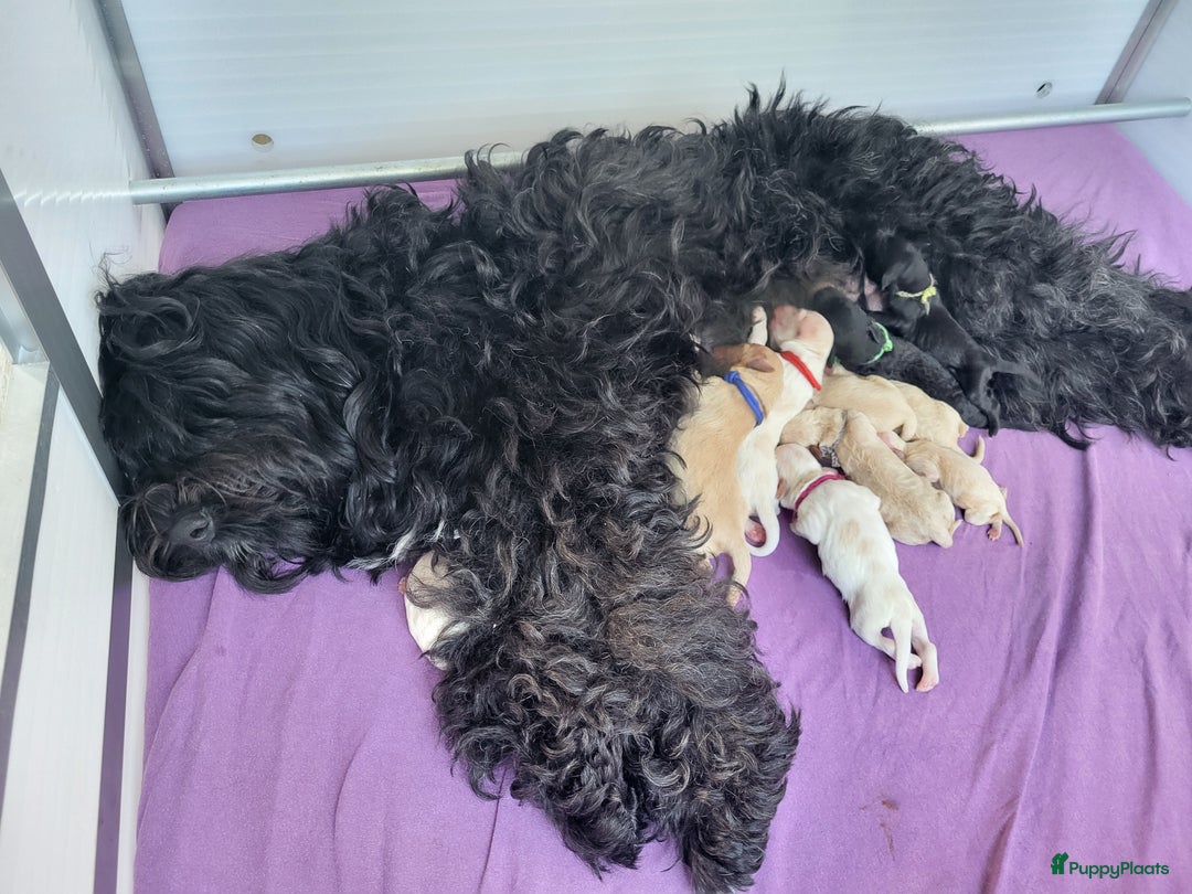 Barbet honden te koop: Prachtige barbet puppy's in Den Ham - Afbeelding 12