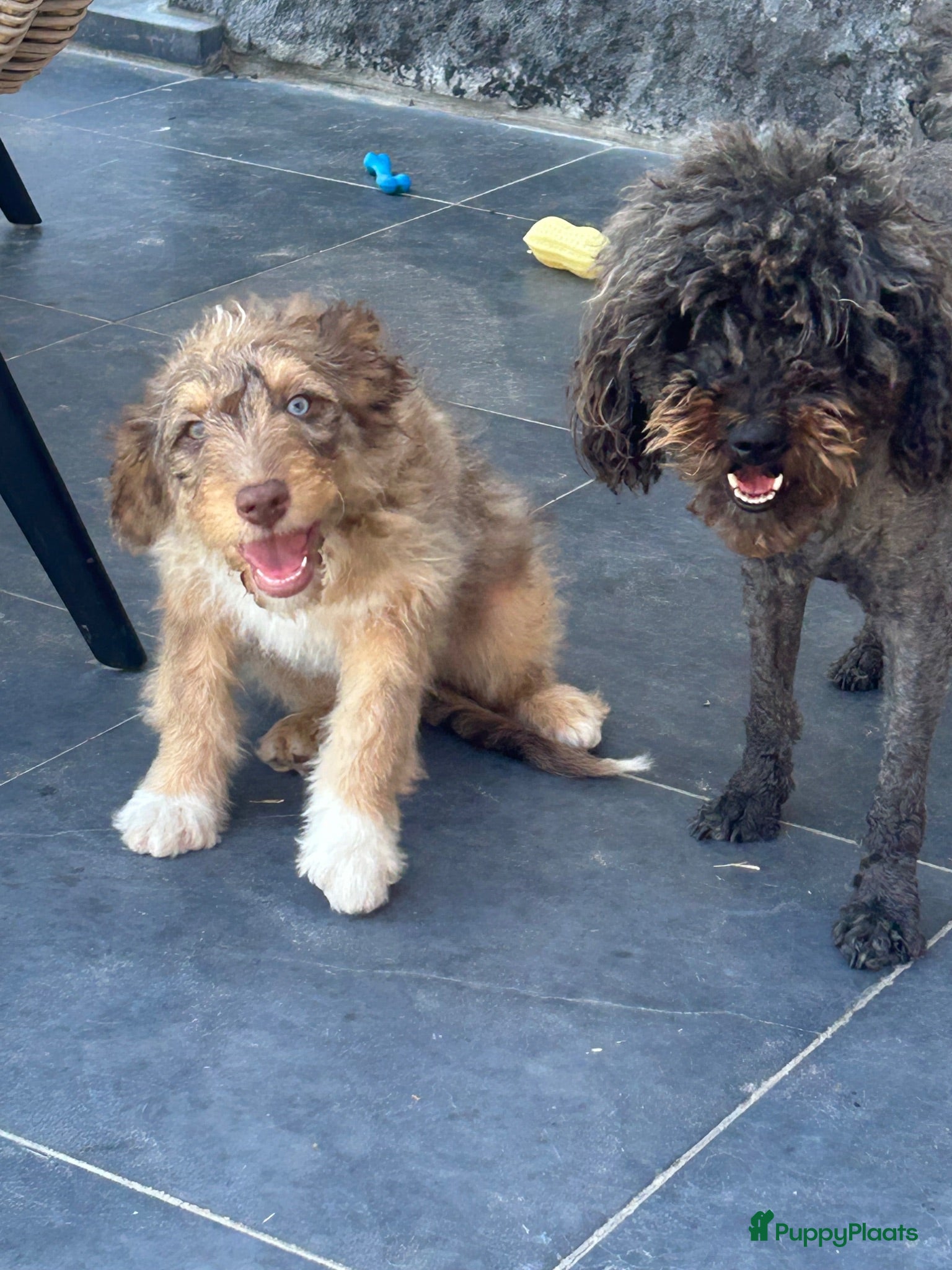 Kruising honden Mini Aussiedoodle reutjes  - Advertentie 3