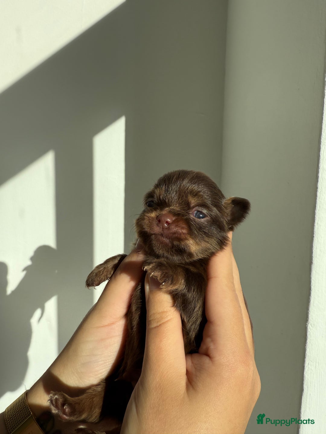 Chihuahua honden te koop: Chihuahuas pups - Advertentie 26