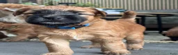 Softcoated Wheaten Terriër honden te koop: Prachtige Soft Coated Wheaten Terrier pups - Advertentie 7