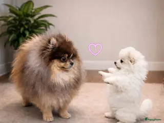 Pomchi honden SUPERSCHATTIGE POMCHIBEERTJES❤️2 REUTJES 1 TEEFJE - Advertentie 3