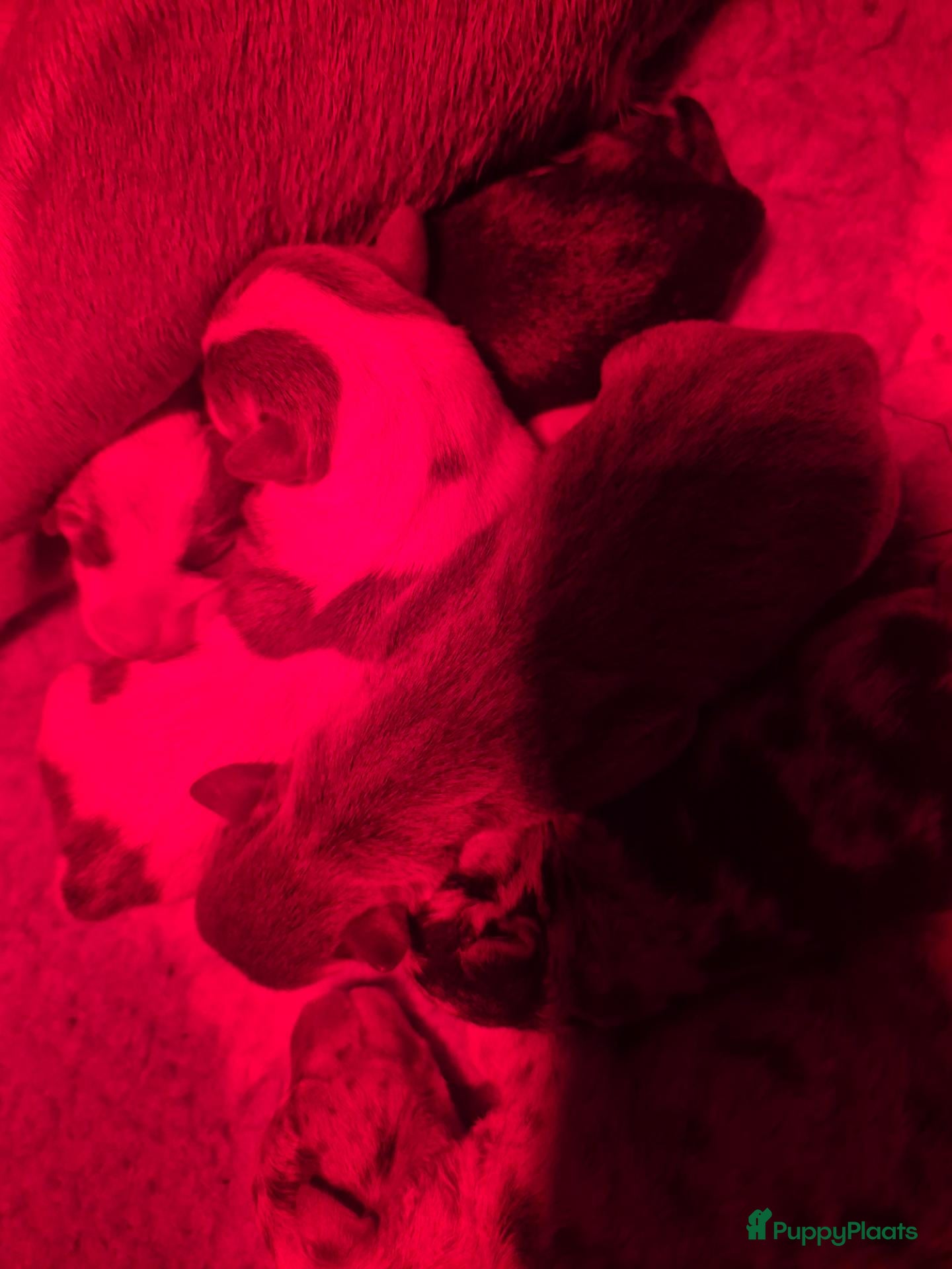 Jack Russel Terriër honden te koop: Prachtig nest jack russell geboren - Advertentie 18