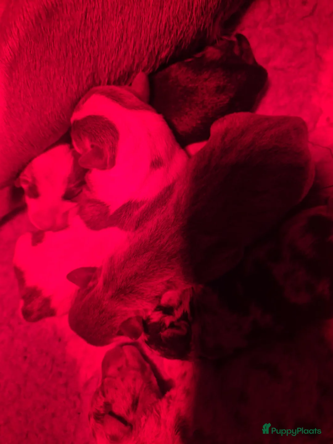 Jack Russel Terriër honden te koop: Prachtig nest jack russell geboren - Advertentie 1