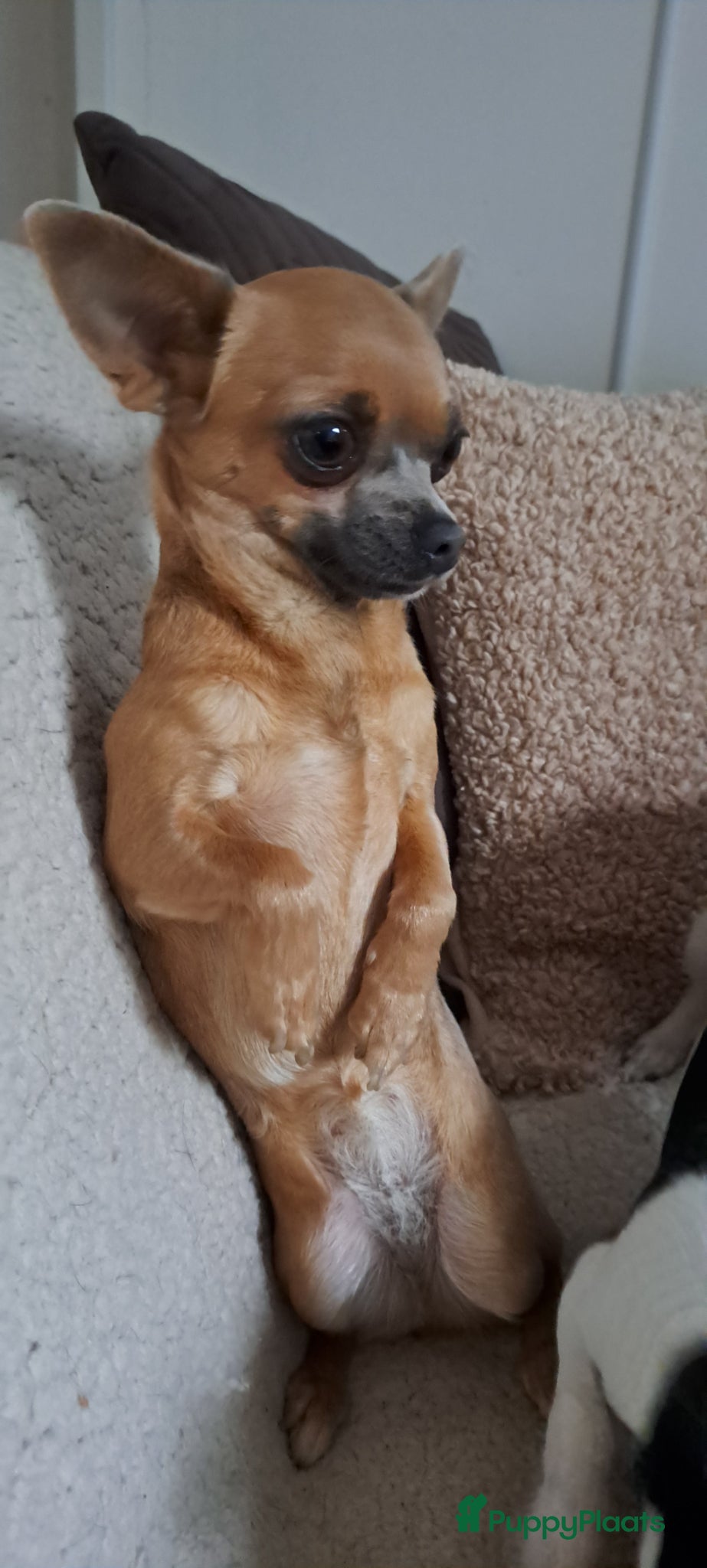 Chihuahua honden Prachtige volras chihuahua pups - Advertentie 11