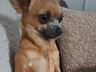 Chihuahua honden Prachtige volras chihuahua pups - Advertentie 11