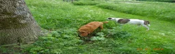 Kruising honden te koop: LIEVE PUPS - Advertentie 5