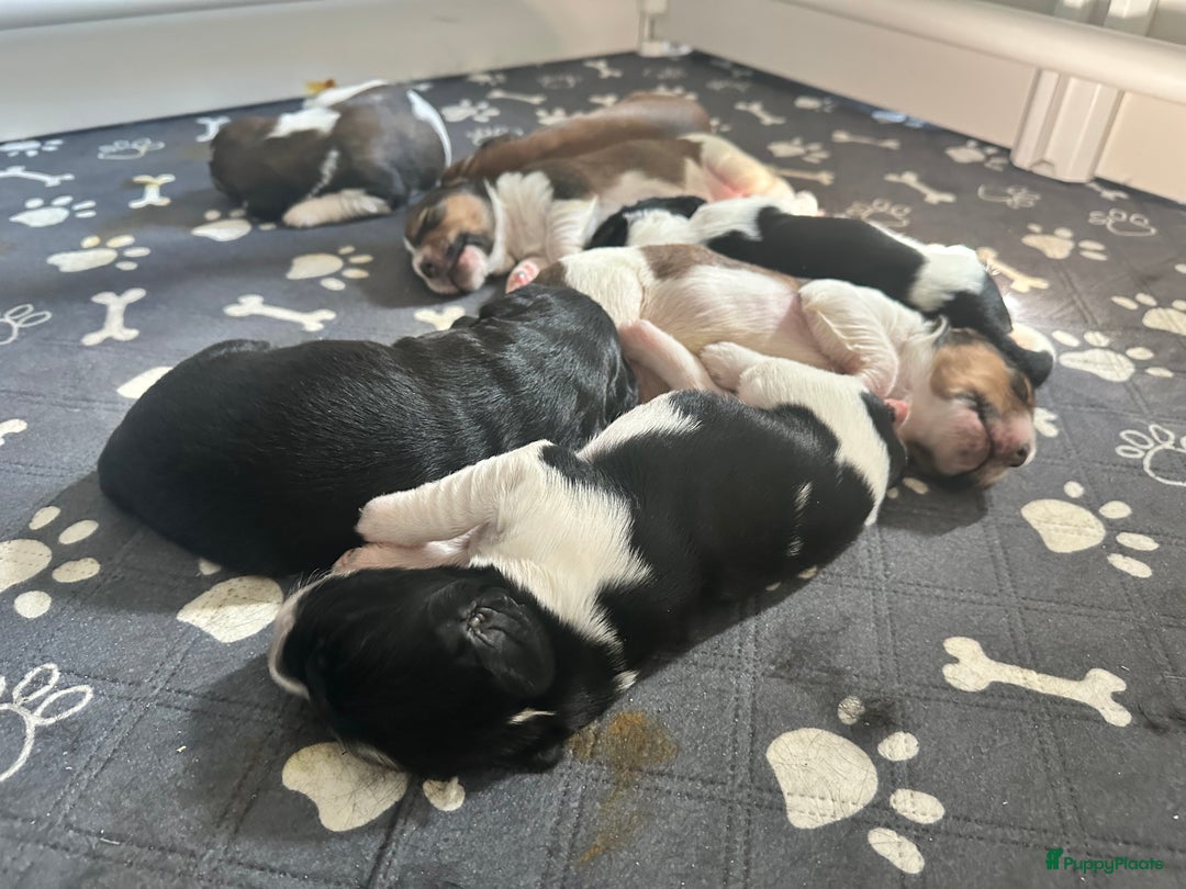 Kruising honden te koop: Nog 2 knuffelbare kruising puppy’s beschikbaar  - Afbeelding 23