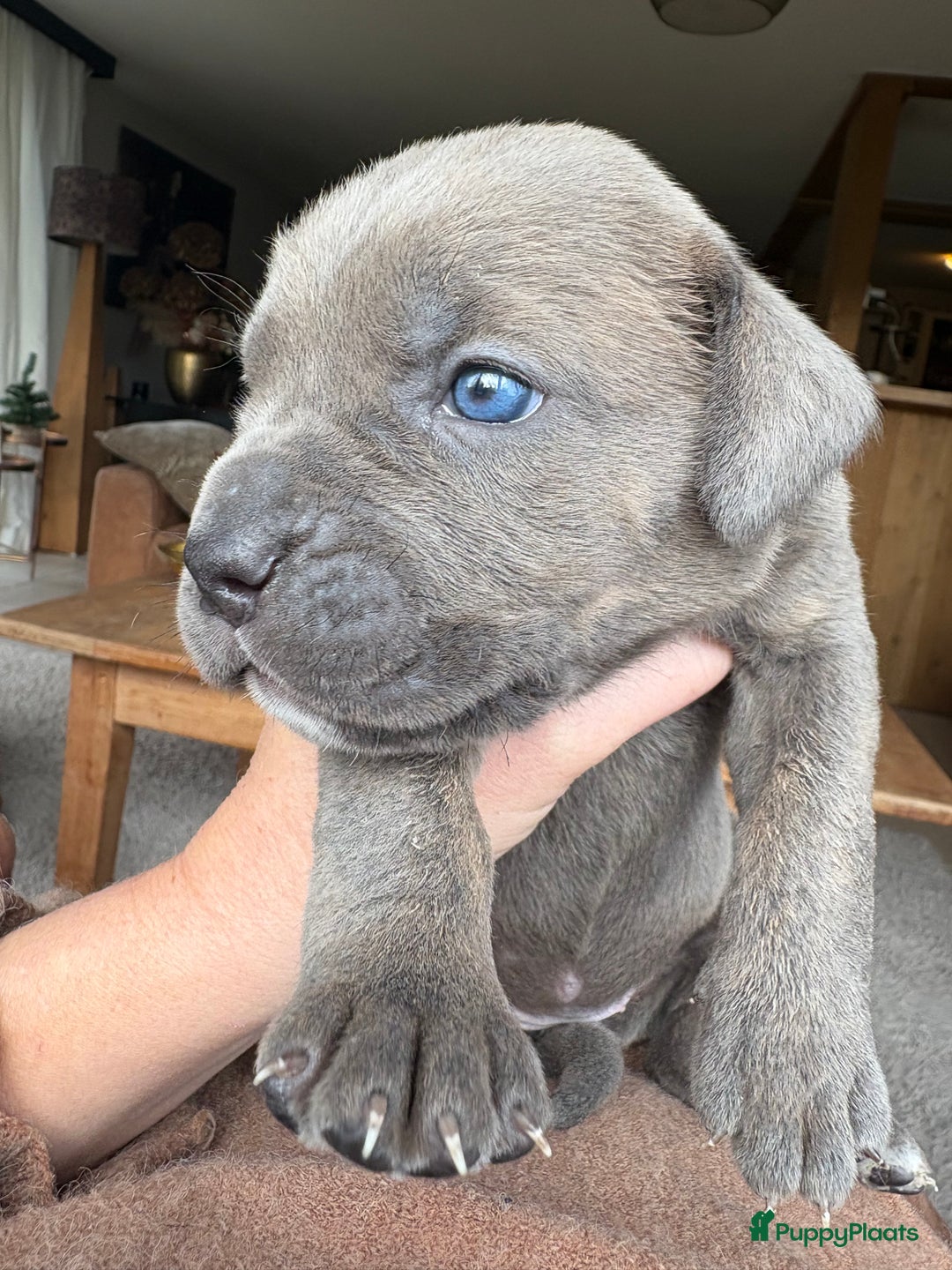 Cane Corso honden te koop: Cane corso pups - Advertentie 3