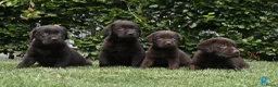 Labrador Retriever honden te koop: Chocolade bruine labrador pups met stamboom ! - Advertentie 20