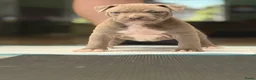 Amerikaanse Bully honden te koop: American Bully XL puppy’s  in Breda - Advertentie 5