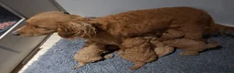 Kruising honden te koop: Pups Australian cobberdoodle x poedel in Someren - Advertentie 2