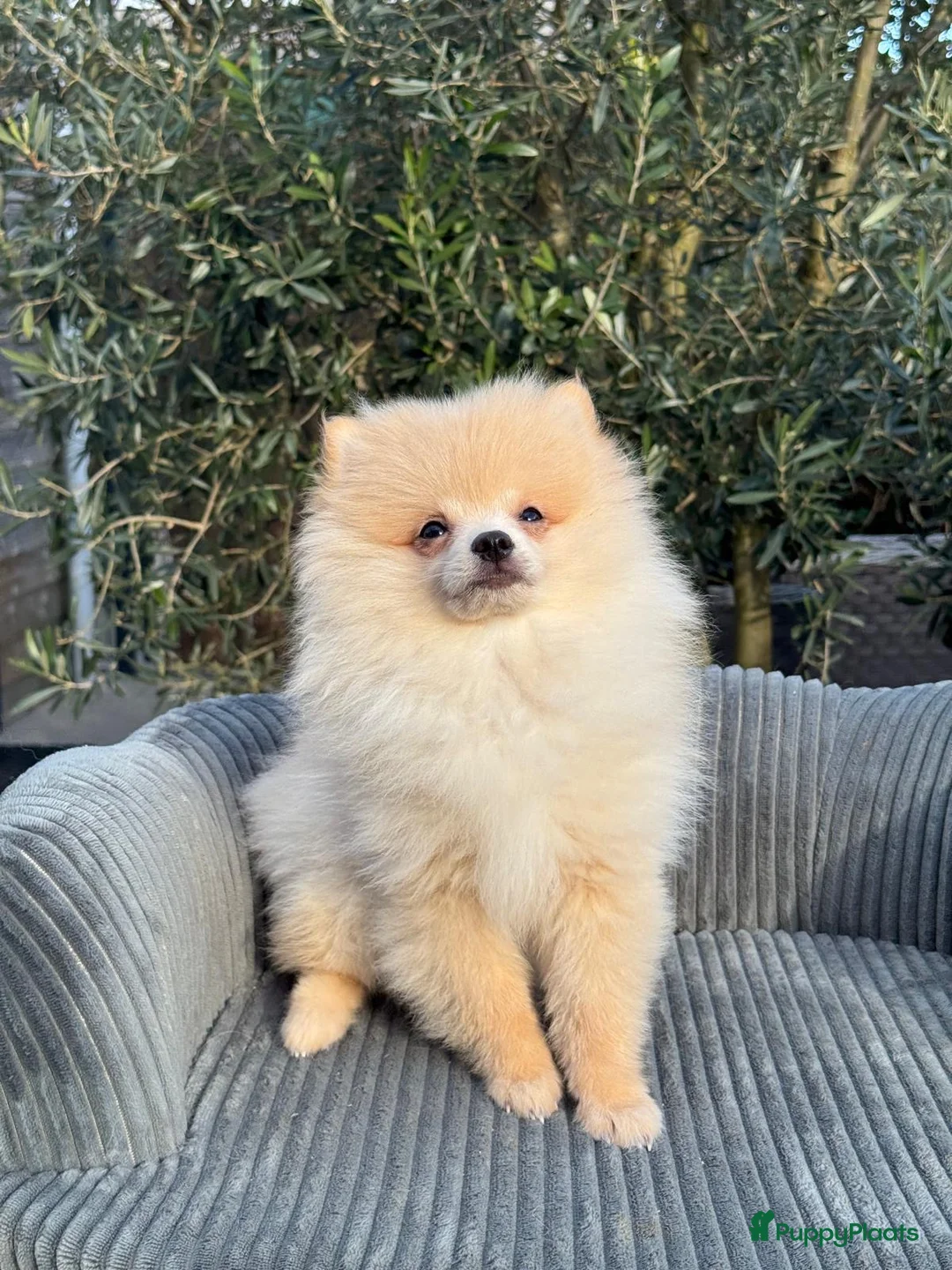 Pomeriaan honden te koop: Prachtige Pomeriaan pups  - Advertentie 1