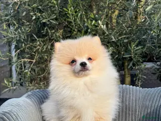 Pomeriaan honden Prachtige Pomeriaan pups - Advertentie 2