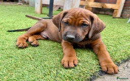 Rhodesian Ridgeback honden te koop: "Prachtige kruising Rhodesians"  in Bavel - Afbeelding 24