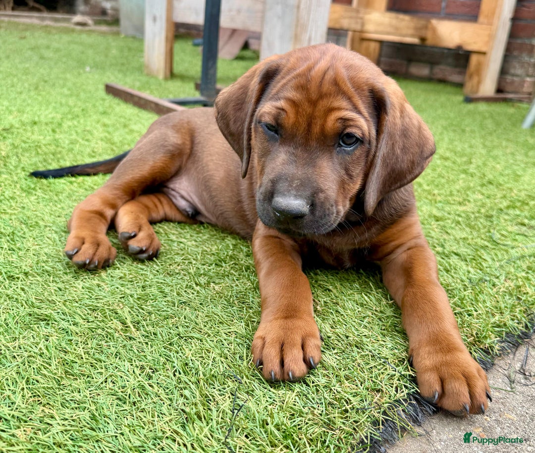 Rhodesian Ridgeback honden te koop: "Prachtige kruising Rhodesians"  in Bavel - Afbeelding 24