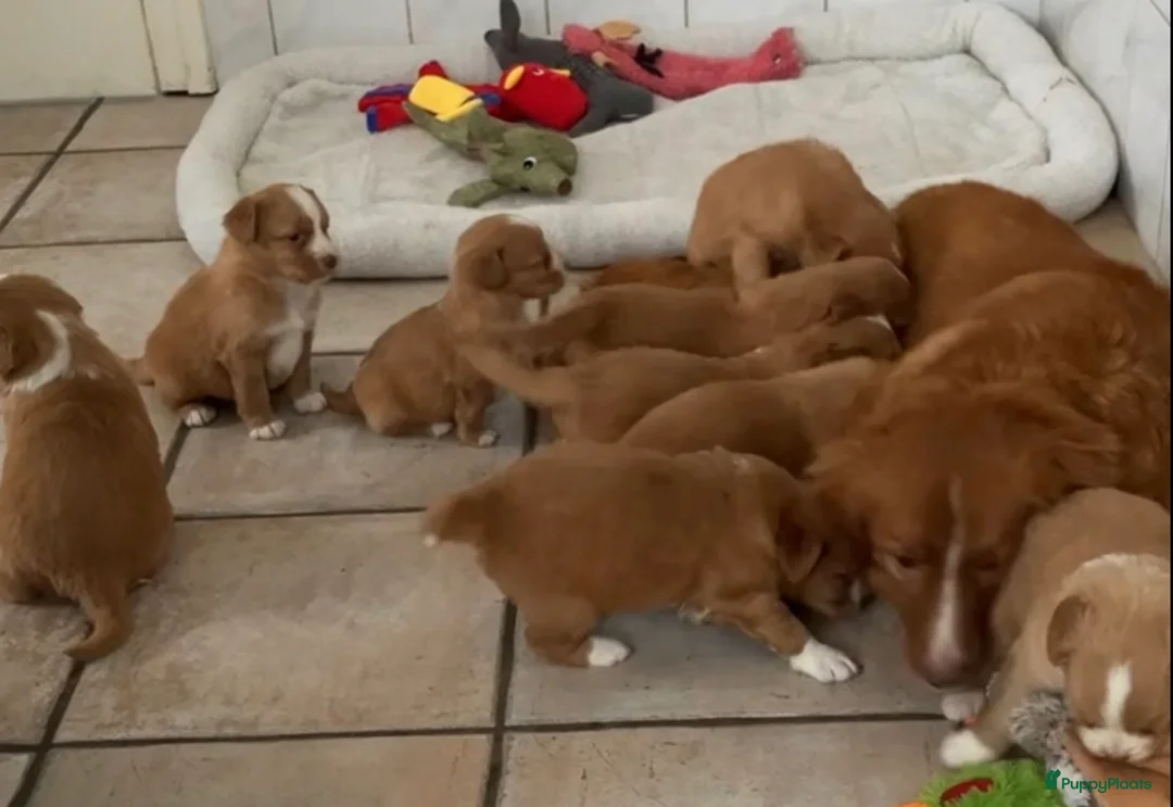 Nova Scotia Duck Tolling Retriever honden te koop: Nova scotia duck tolling retriever pups  - Advertentie 12