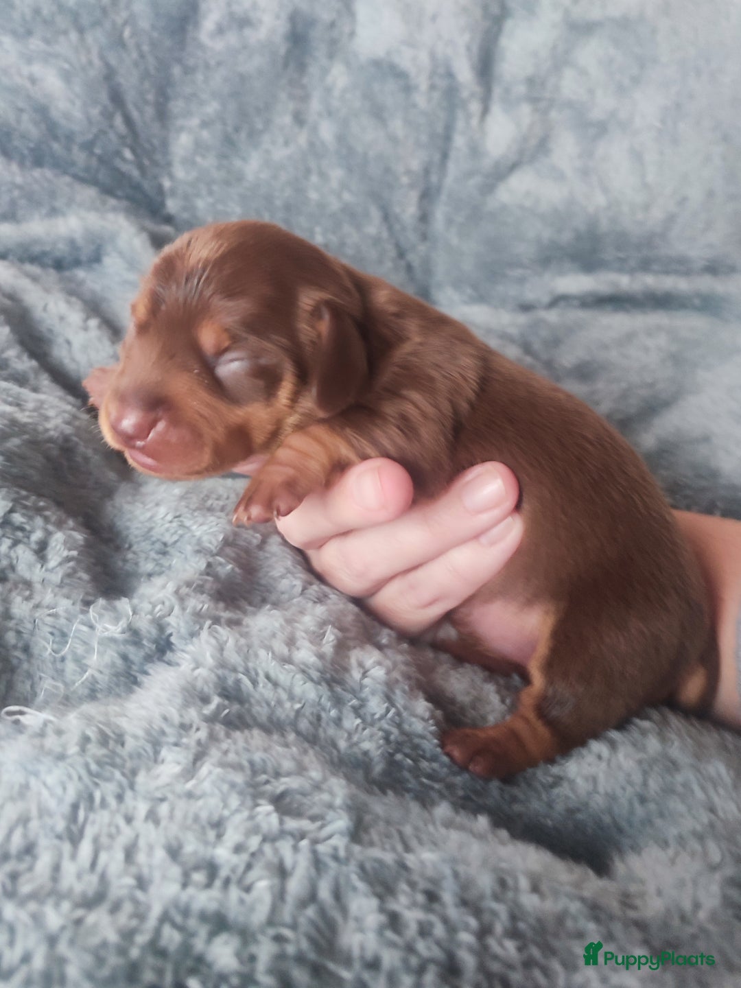 Teckel (korthaar)  honden te koop: Prachtige dwergteckel pupjes - Advertentie 7