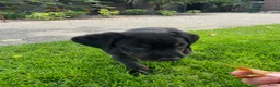 Goldador honden te koop: Kruising Labrador X Golden retriever - Advertentie 6