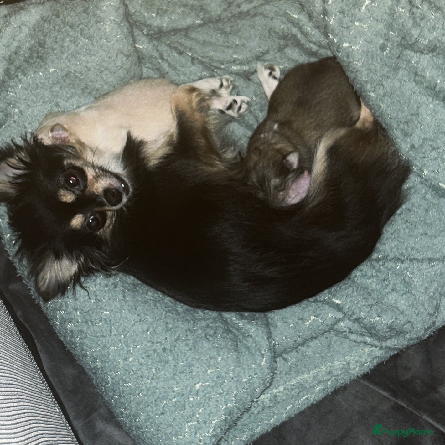 Pomchi honden Mooie witte pomchi puppy  - Advertentie 14