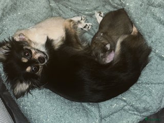 Pomchi honden Mooie witte pomchi puppy - Advertentie 5