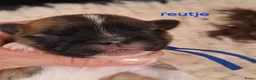Lhasa Apso honden te koop: Lhasa Apso pups in Bedum - Advertentie 3