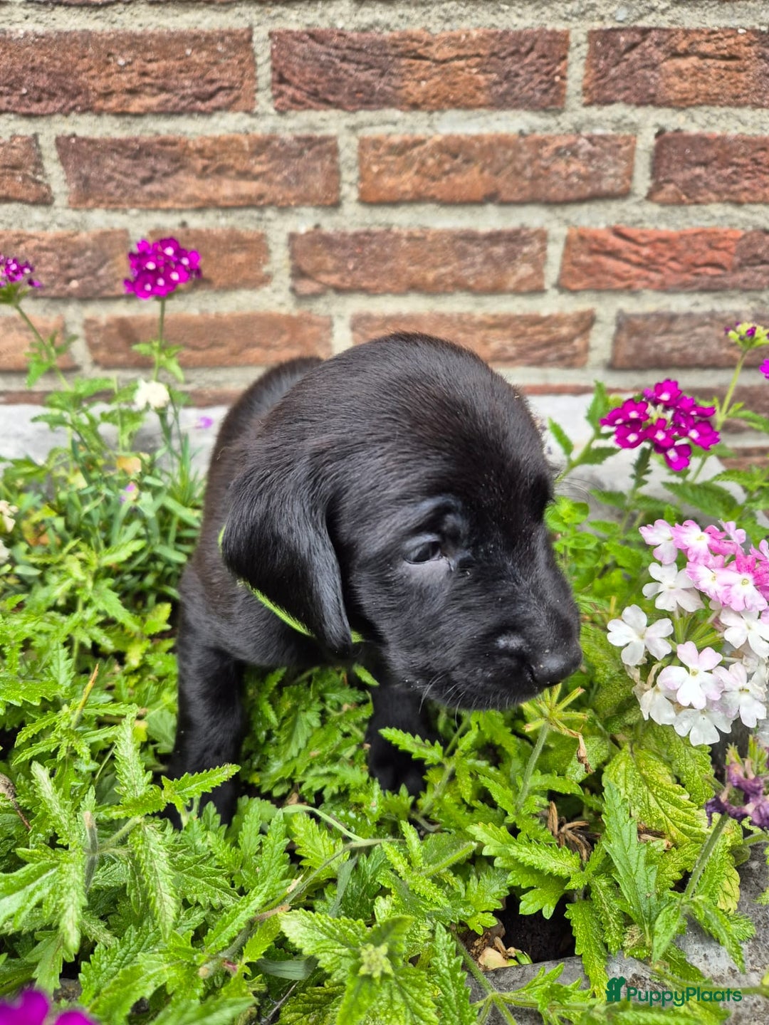 Labrador Retriever honden te koop: Knappe labrador x beierse bergzweethond mix - Afbeelding 10