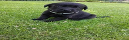 Labrador Retriever honden te koop: Leuke lieve Labrador Pups - Advertentie 3