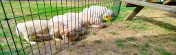 Golden Retriever honden te koop: Deze leukerds zoeken een baasje - Advertentie 5