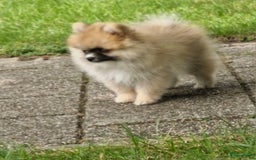 Pomeriaan honden te koop:  Te koop: Pomeranian pups met FCI-stamboom  - Afbeelding 4