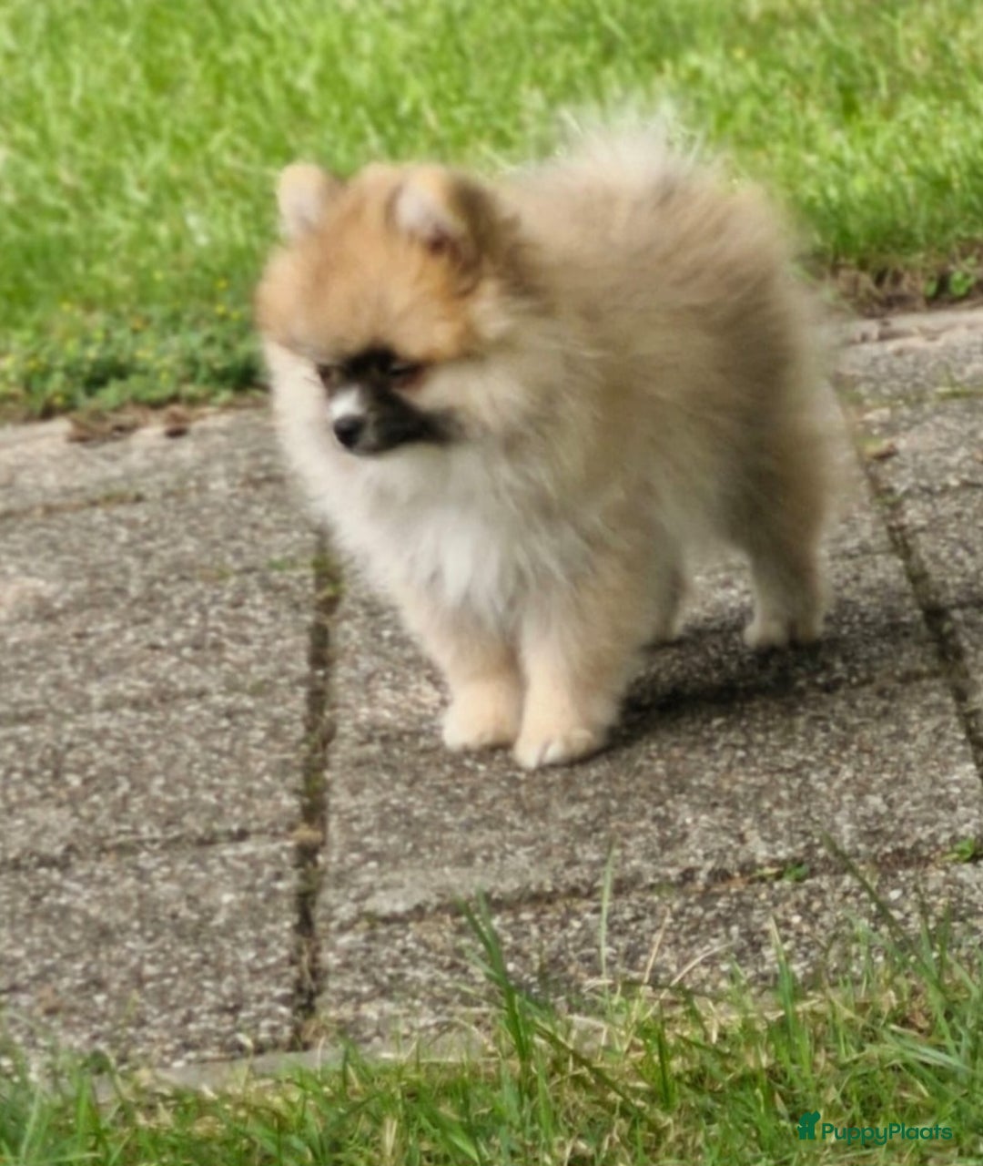 Pomeriaan honden te koop:  Te koop: Pomeranian pups met FCI-stamboom  - Afbeelding 4