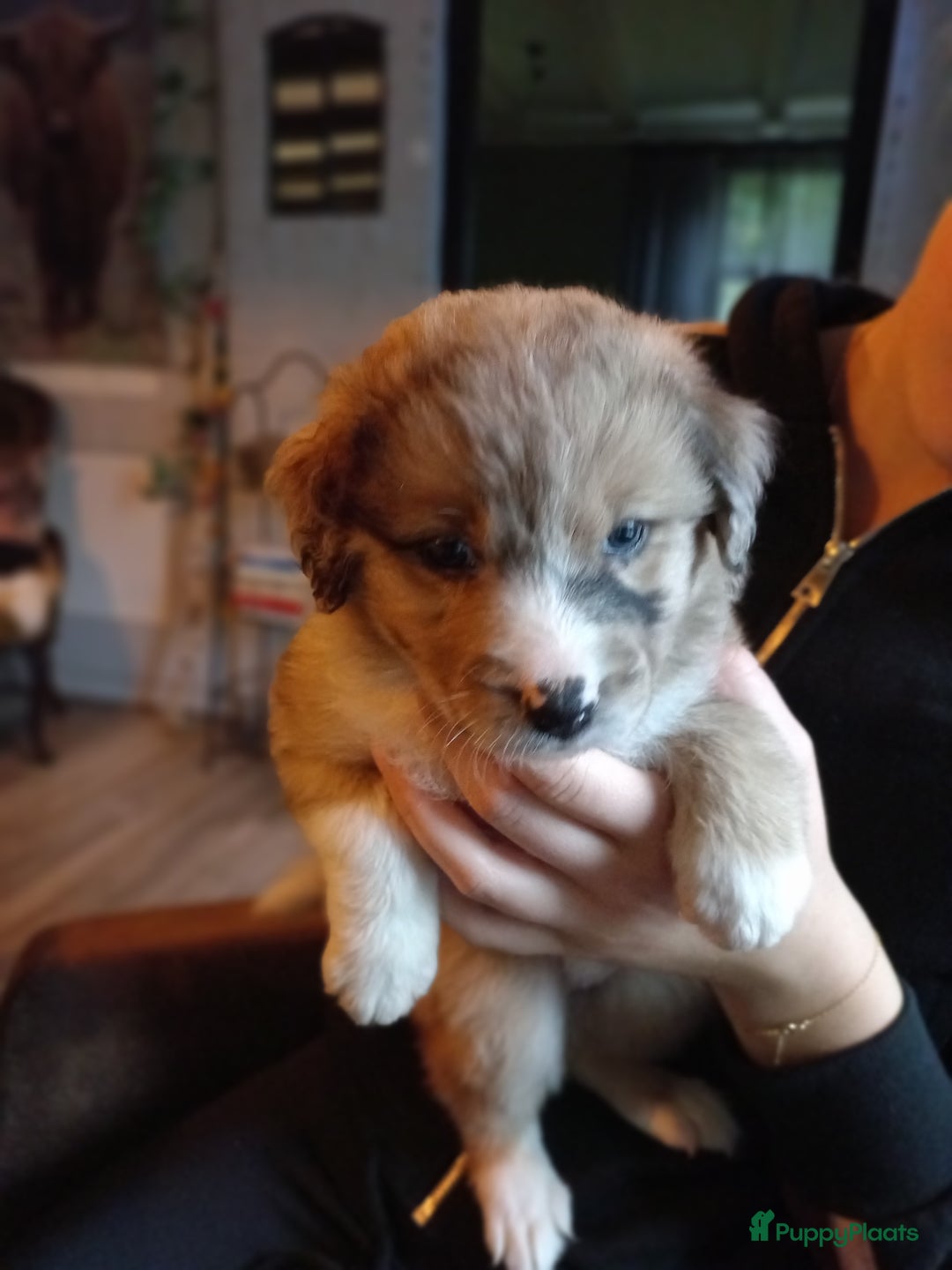 Kruising honden te koop: Mooie pups  mogen weg in de week van 27 november - Advertentie 24