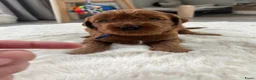 Australian Labradoodle honden te koop: Australian Labradoodle puppies - Advertentie 13
