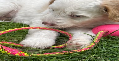 Australian Labradoodle honden in Strijen - Advertentie 12