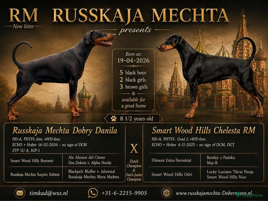 Dobermann honden te koop: Mooie en gezonde dobermann pups - Advertentie 2