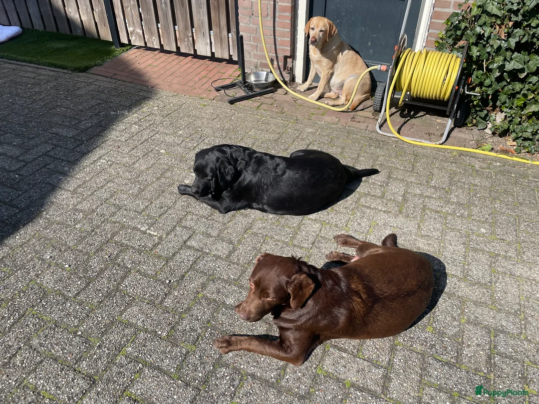 Galerij afbeelding {{count}}