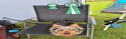 Australische Silky Terriër honden te koop: Austrailian silky terrier pups - Advertentie 4