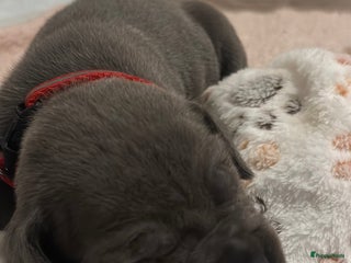 Cane Corso honden Mooi cane corso pups! - Advertentie 2