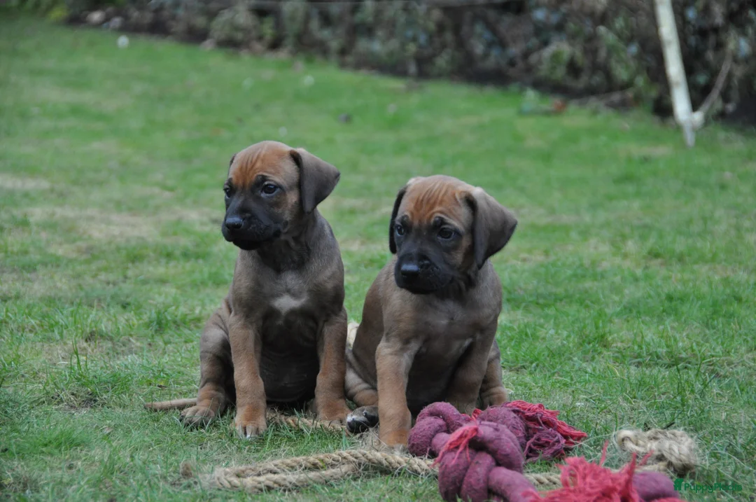 Rhodesian Ridgeback honden te koop: Prachtige Rhodesian Ridgeback pups met stamboom - Advertentie 7