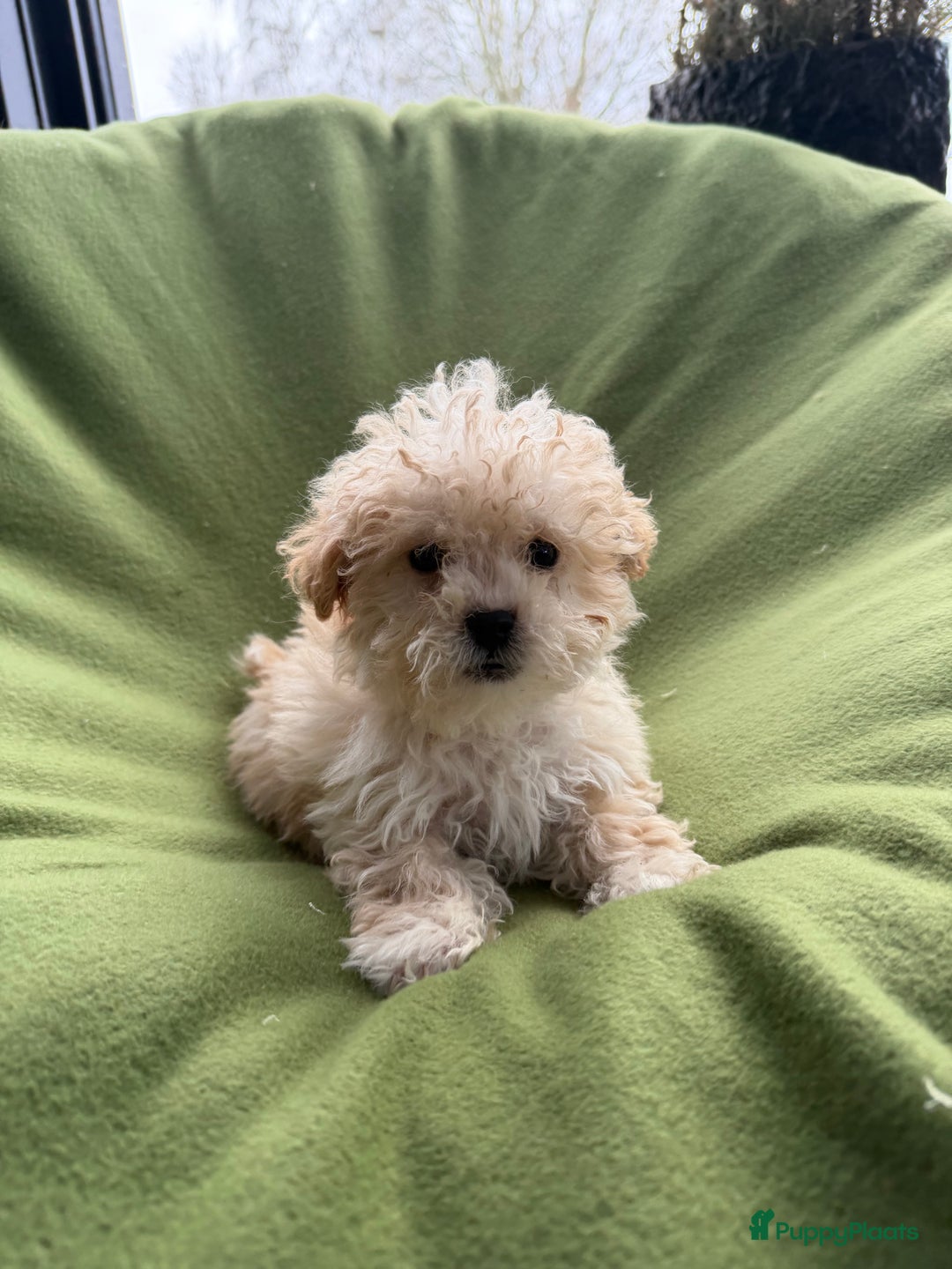 Maltipoo honden te koop: Maltipoo (Maltezer x Toy poedel) pups - Advertentie 1