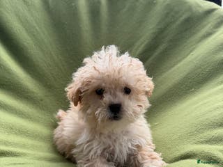 Maltipoo honden Maltipoo (Maltezer x Toy poedel) pups - Advertentie 1