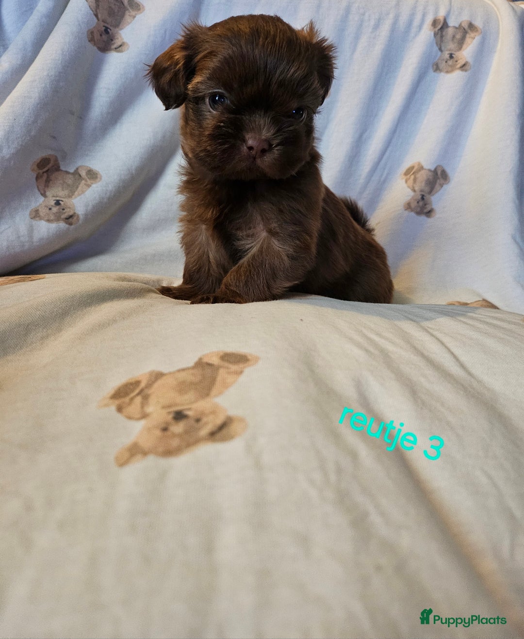 Shih Tzu honden te koop: Laatste Mooie shih tzu reutje - Advertentie 9