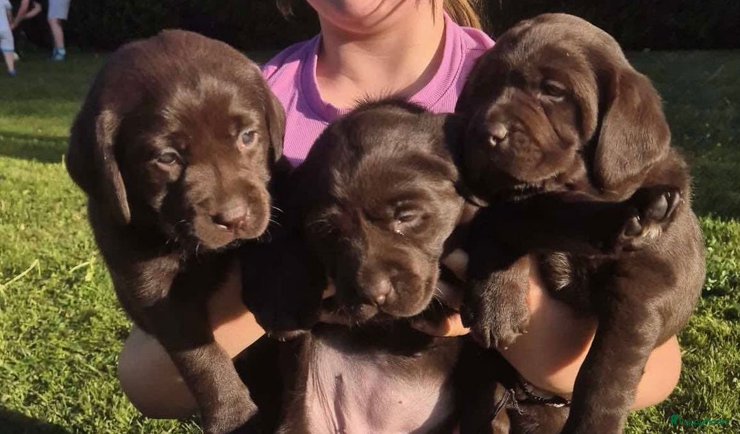Labrador Retriever honden te koop: Labrador  in Heesch - Afbeelding 4