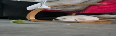 Labrador Retriever Puppy 2