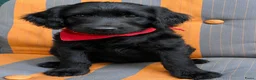Australian Labradoodle honden te koop: Australiën Labradoodle pups 🐾🐾 - Advertentie 3