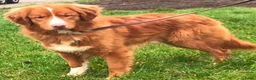 Nova Scotia Duck Tolling Retriever honden te koop: Nova scotia duck tolling retriever pups  - Advertentie 2
